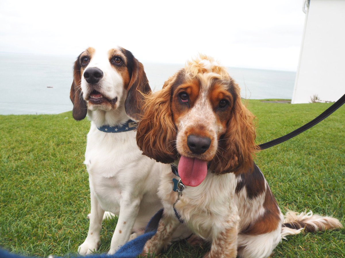 Thewoofhouse's tweet photo. The blogs live now, have a read about our dog friendly holiday in South Wales! We had a ball and there is loads to do with the pooches! #dog #dogfriendly #dogfriendlycottage #lovemydogs #dogfriendlybeaches #thewoofhouse https://t.co/TiTCkG21lK https://t.co/NsQxChXIog