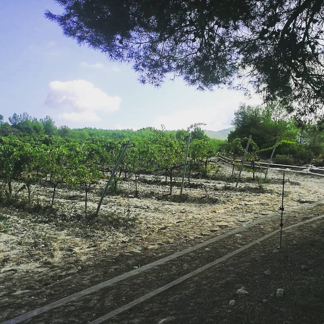 RafolsdelsCaus's tweet photo. La nostra lluita amb pastors elèctrics per protegir l'Incrocio Manzoni de la voracitat dels senglars 🐗🍇🐗🍇.
Si guanyem nosaltres tindrem #ElRocallís 2018. Si guanyen ells, faran una festa, perquè el raïm està boníssim 😋
#verema2018 #vendimia2018 https://t.co/oNRoP75qk0