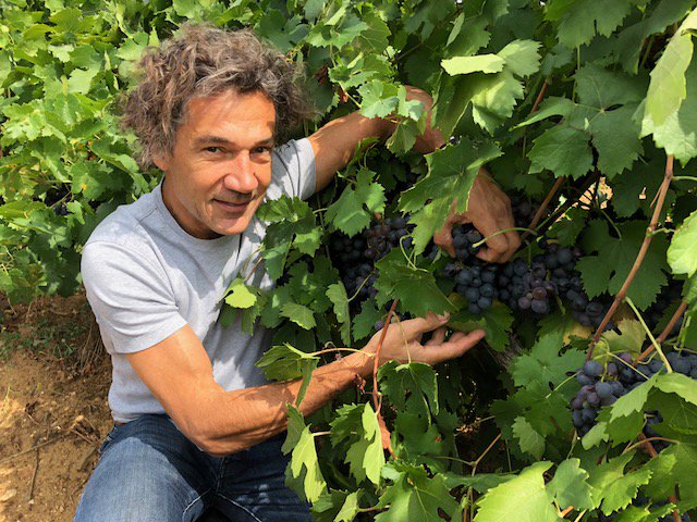 This is Cinsault 🍇. Glad to say and to show that we will not be short of exceptional rose in 2018 <a href="/Paul_mas/">Domaines Paul Mas</a> #cinsault #luxerural
