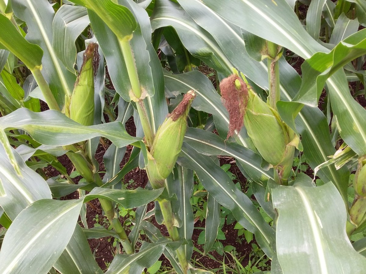 TrimurtiSeeds's tweet image. Trinath 806 Hybrid Maize sown in the field of  Manik Vikram (9730914298), Nipane (Vil), Pachora (Teh), Jalgaon (D), Maharashtra. Hybrid Trinath is showing good results. It is ideal for high growing conditions during kharif season with medium maturity of 95-100 days.
DOS : 11/6/18