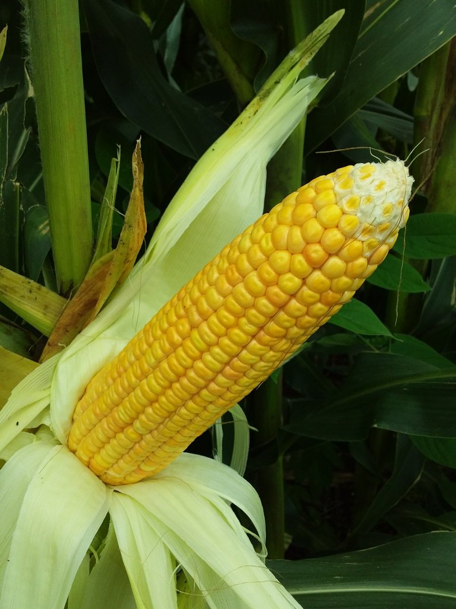 TrimurtiSeeds's tweet image. Trinath 806 Hybrid Maize sown in the field of  Manik Vikram (9730914298), Nipane (Vil), Pachora (Teh), Jalgaon (D), Maharashtra. Hybrid Trinath is showing good results. It is ideal for high growing conditions during kharif season with medium maturity of 95-100 days.
DOS : 11/6/18