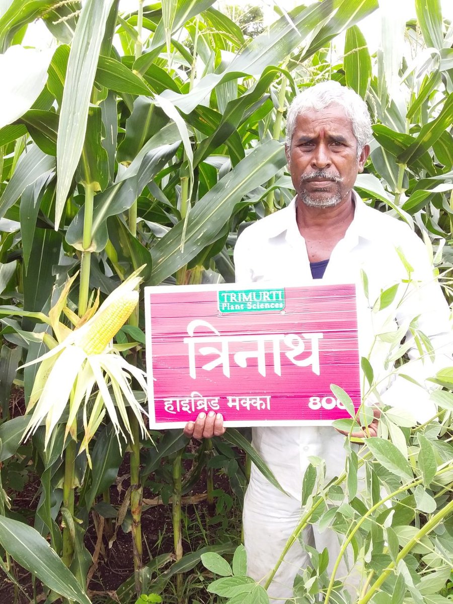 TrimurtiSeeds's tweet image. Trinath 806 Hybrid Maize sown in the field of  Manik Vikram (9730914298), Nipane (Vil), Pachora (Teh), Jalgaon (D), Maharashtra. Hybrid Trinath is showing good results. It is ideal for high growing conditions during kharif season with medium maturity of 95-100 days.
DOS : 11/6/18