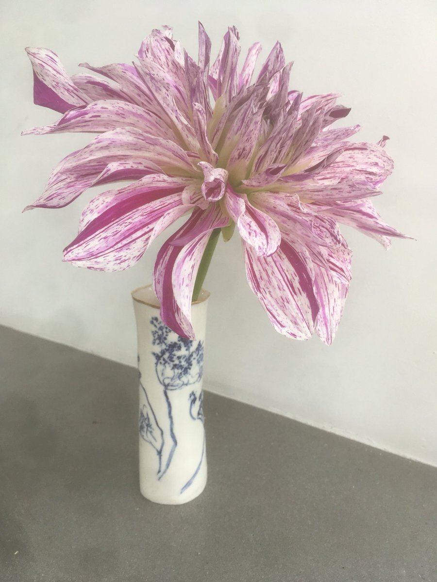 This one’s called Bristo Stripe” 22cm@across! #dahlia #dahliamania