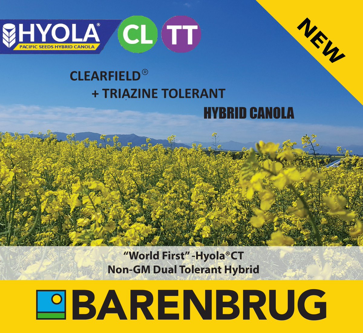 “World First” - Hyola®CT  🔜 NEW to Barenbrug! #BarenbrugSA #QualityAtItsBest #YellowSolution #HybridCanola