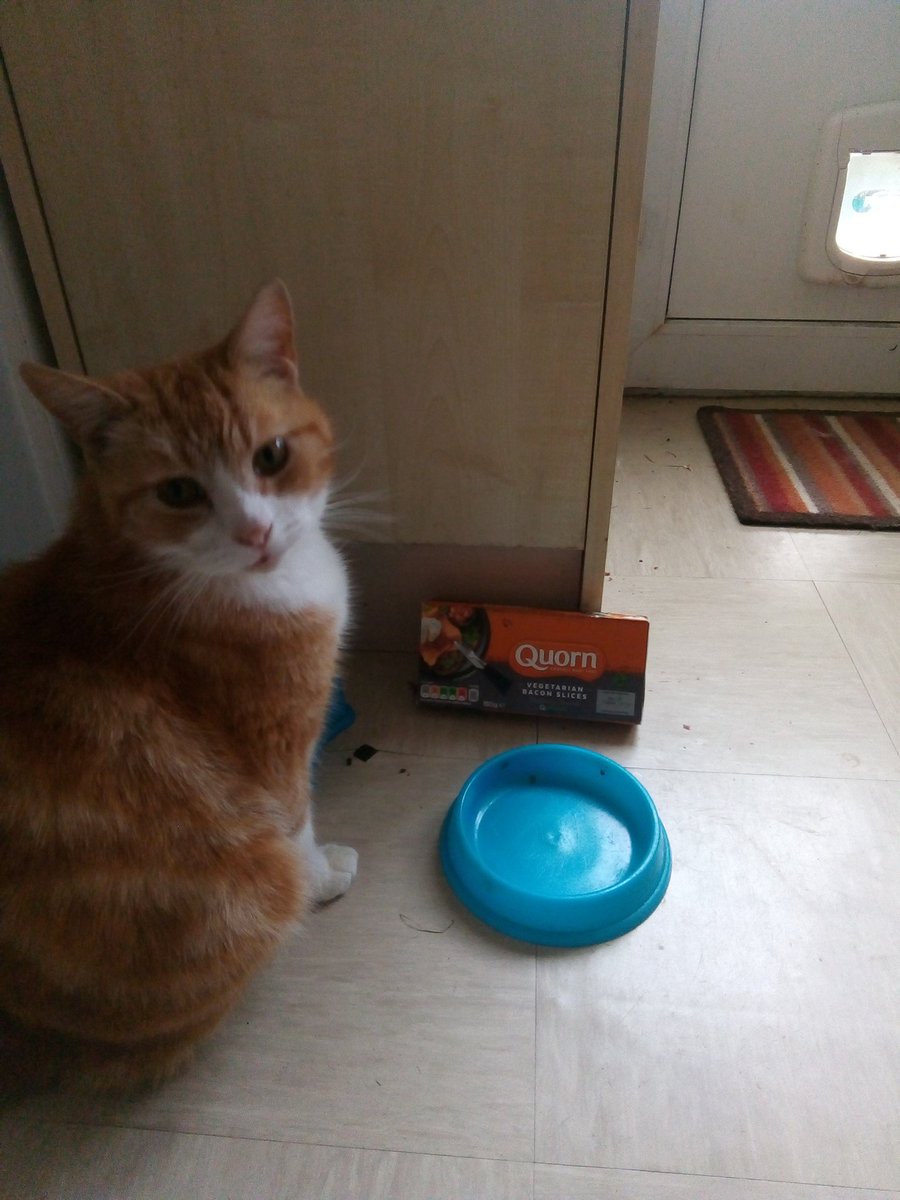 myqueueingcat's tweet image. My queueing cat ponders the unfairness of living in a vegetarian household.