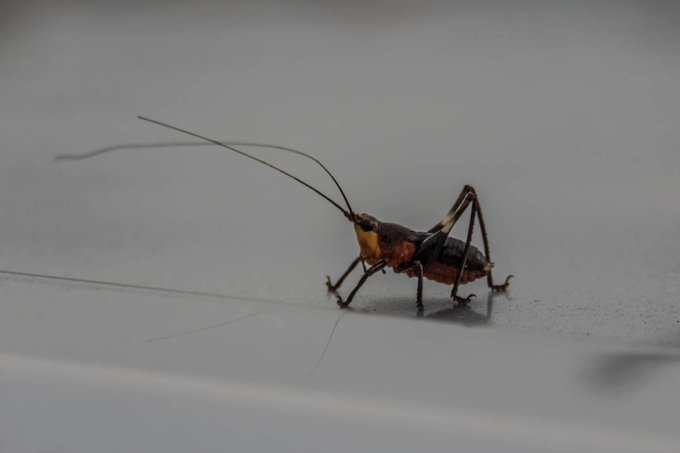 バッタのtwitterイラスト検索結果 古い順