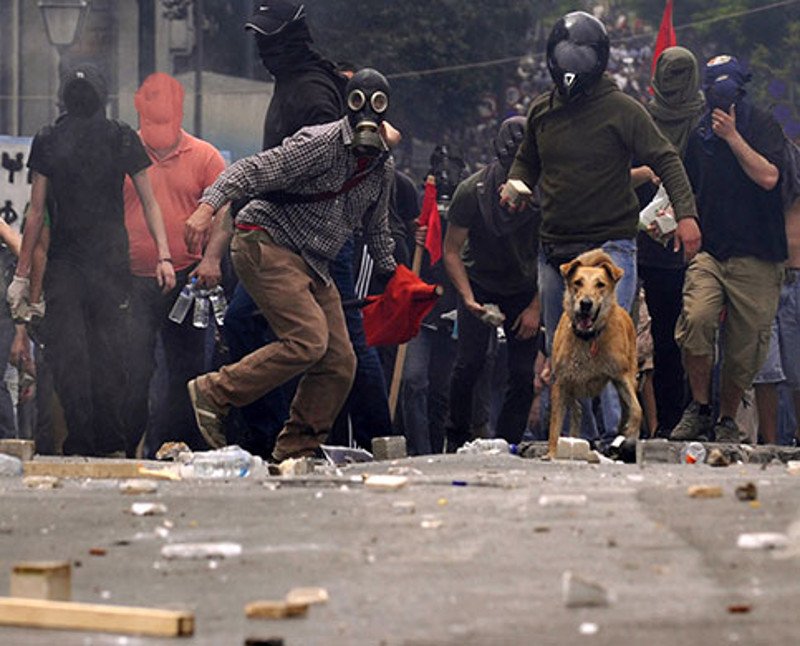 aPebbleInTheSky's tweet photo. Loukanikos the Greek anarchist dog, a photo thread...
a stray dog that participated in nearly every outbreak during the social unrest &amp; struggle in Greece up until 2012 when he was adopted &amp; retired to a farm outside the City &amp; died in 2014 in his sleep peacefully https://t.co/VFjBVCm3FA