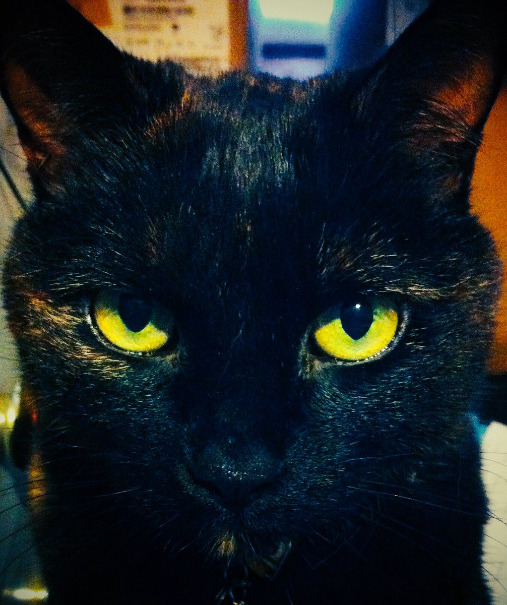 GoldfingerCat's tweet photo. You will feed me chicken. And then fuck right off. #CatsOfTwitter #catseye #humanbacon #ded https://t.co/ftgGyI9hA4