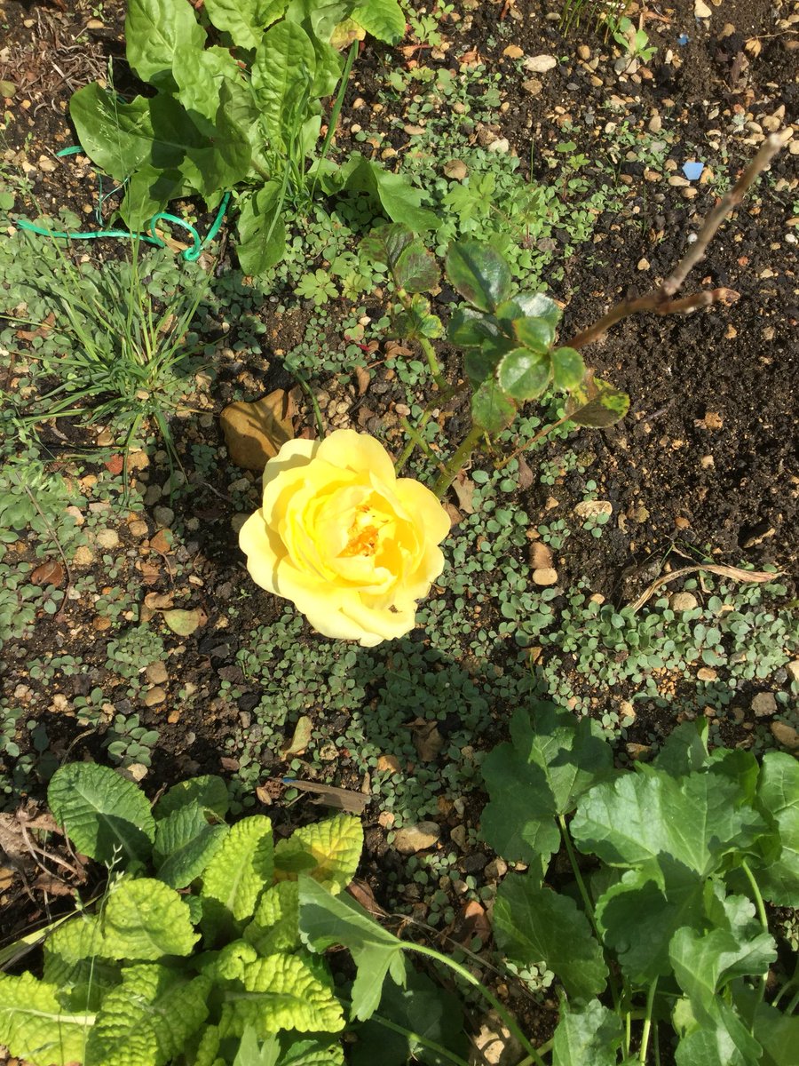 My little rose bush I thought was dead has flowered for first time in about 5yrs 😜 #YellowRoseOfTexas