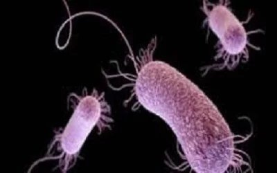 Medibio11's tweet photo. Archives of #Medical #Biotechnology
Inhibitory Action of Essential Oils on Quorum Sensing Activity of Pseudomonas Aeruginosa by Effecting on Pyocyanin Production

To know more: https://t.co/9Mc3qNZ7aq
#Email: editor.amb@healthjournals.org https://t.co/ryq2Rh3wBX
