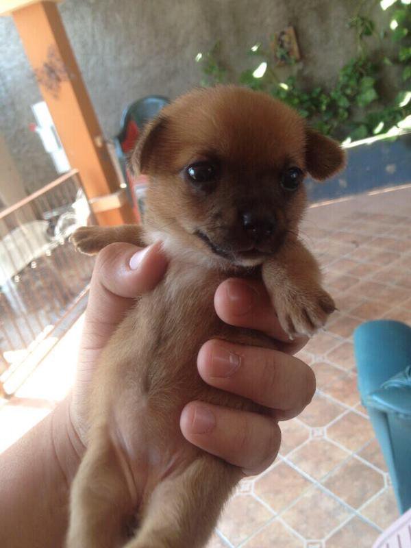 DogsByLisa's tweet image. #Hand #Puppy omg 😍😍😍