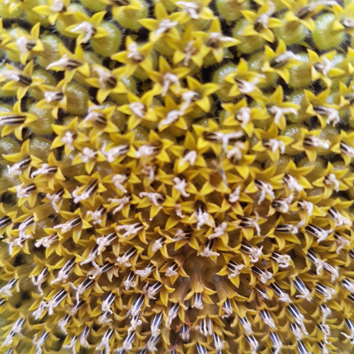 #Sunflowers are beautiful close up #allotment #gardening #vegtables #veg #fresh #thegoodlife #edible #tasty #flower