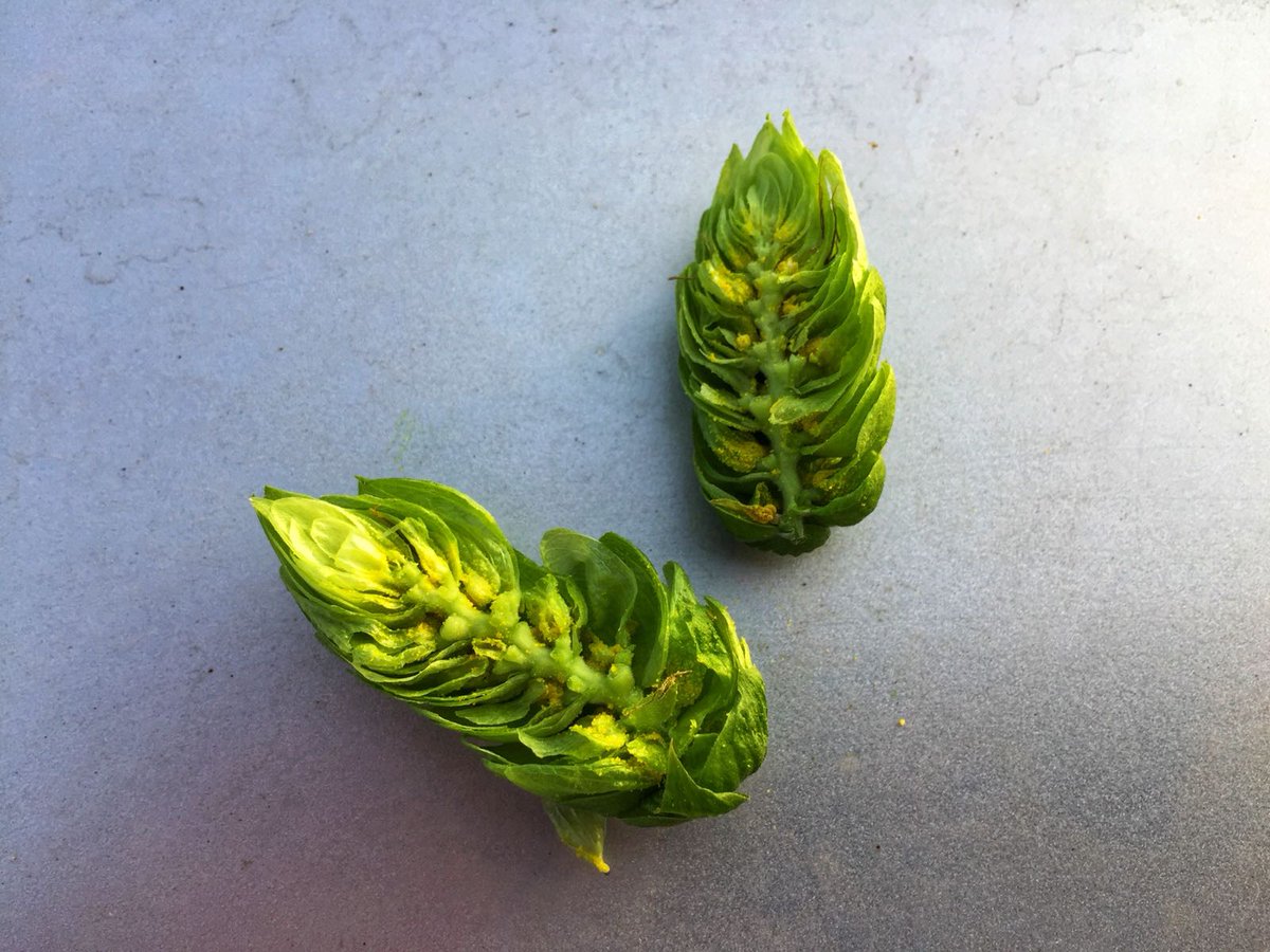 ✅ De la mano de @orbigoValley, este 'finde' hemos visitado los campos de #lúpulo de #León, a punto de empezar la cosecha, que se presenta con plantaciones experimentales y nuevas variedades. Y es que algo se mueve por la irrupción de las 'micros'...

#protagonistasdelCAMBIO