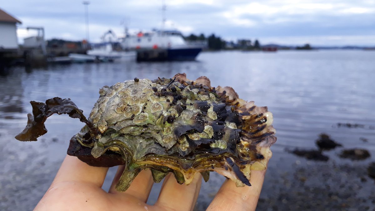CNoever's tweet photo. For første gang har vi funnet #stillehavsøsters (Crassostrea gigas) under kurset i marin faunistikk ved #UiB. #Bergen #invasivespecies #invasivearter #espegrend https://t.co/E9o0qKIs62