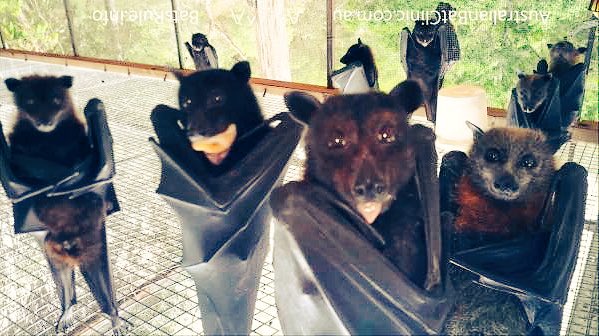 蛇足 独身一人暮らし45歳 Twitter पर オオコウモリの 画像バズってたので調べて色々見たけど ひっくり返すとマジ怖え T Co Qtcg7cvxap Twitter