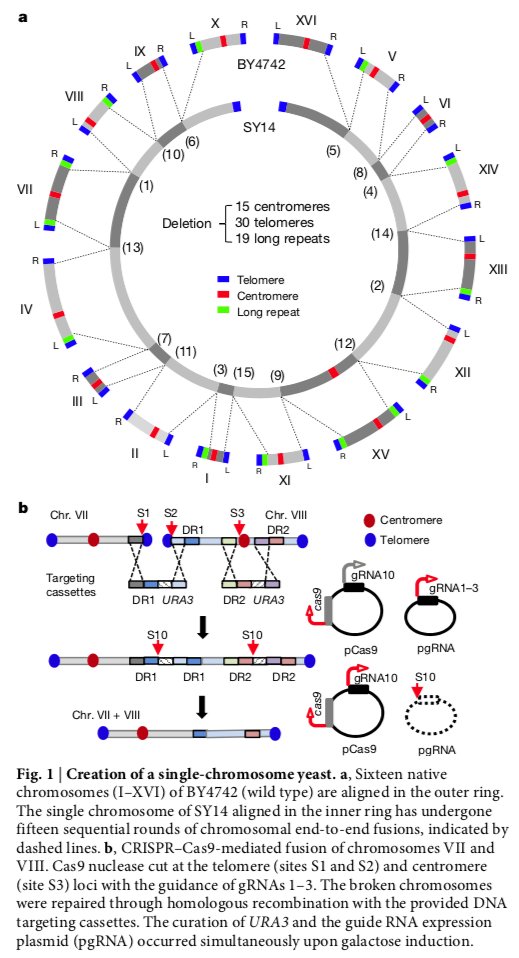 gdubeaux's tweet photo. This article published in @NatureNews is truly amazing! A bit Frankenstein-ish but the discovery is awesome. There is a reason why we have several chromosomes but having a single one would not be a problem per se 😃 Check that out! #GDJournalClub https://t.co/0mTQbLaNZp https://t.co/tbrSk3kCtc