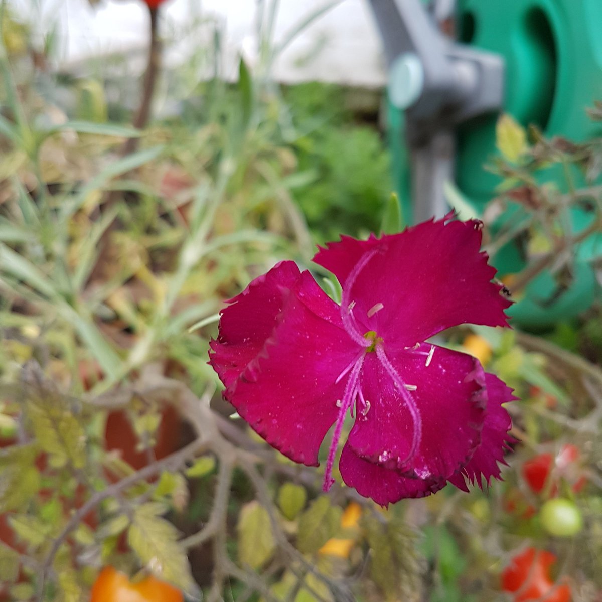 Carnations are looking nice amongst the #tumbling toms #allotment #gardening #vegtables #veg #fresh #thegoodlife #edible #flowers