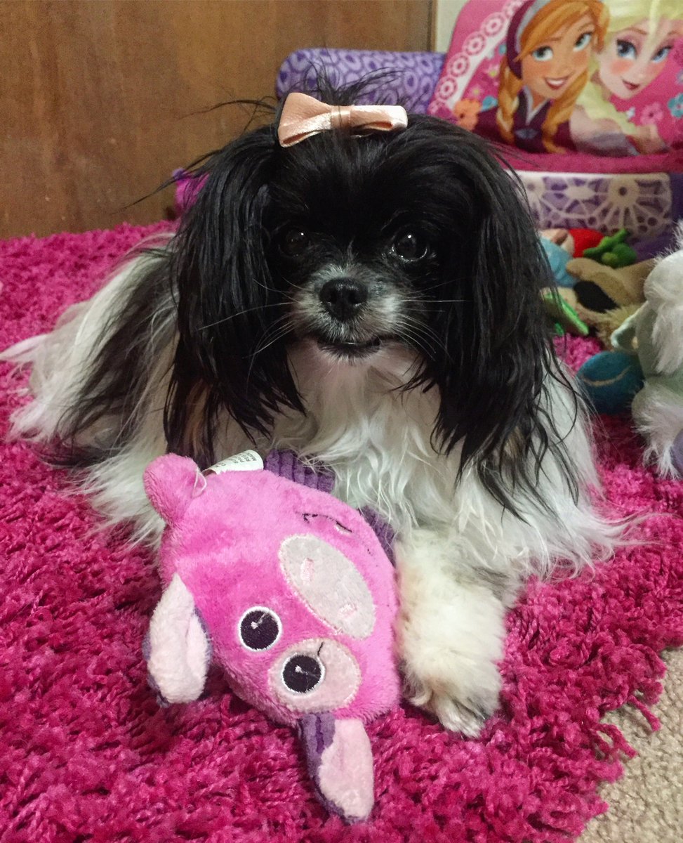 Silly_P_Lilly's tweet photo. For us, every day is a #NationalDogDay!

#internationaldogday #internationaldogday2018 #nationaldogday2018 #MindfulMonday #mondaymood #mondaymorning #mondayvibes #mondayfunday #MotivationalMonday #MondayMotivation https://t.co/zJYtiGxzJR