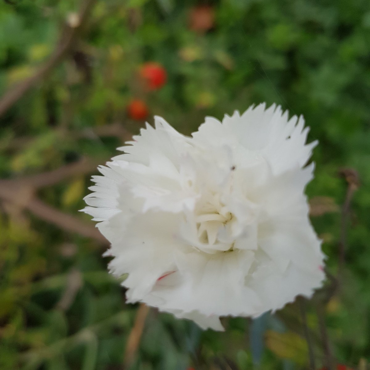 Carnations are looking nice amongst the #tumbling toms #allotment #gardening #vegtables #veg #fresh #thegoodlife #edible #flowers
