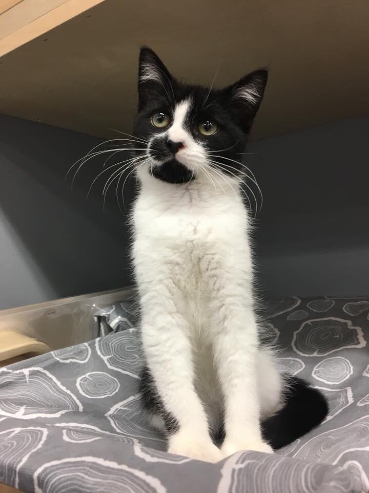 MonctonVet's tweet photo. This week, we have the cutest little Catrick Swayzie. At 3 months old, he likes to jump, run, cuddle and purr all day long. He sure is a very special cutie in our hearts already. 
If you are interested in adding Catrick Swayzie, please contact the SPCA for more information. https://t.co/HYyiAKRRAe