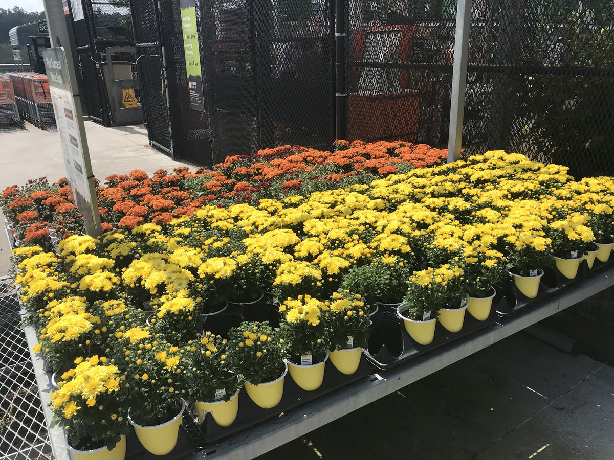 vwiAsheville's tweet photo. We have #fallcolor for ya at #HD702 in Kingsport, Tn. #mumsandasters @BryanhunterHall @Jaydeckard @jaybisping @VWIGreenhouse https://t.co/mrla98vAJH