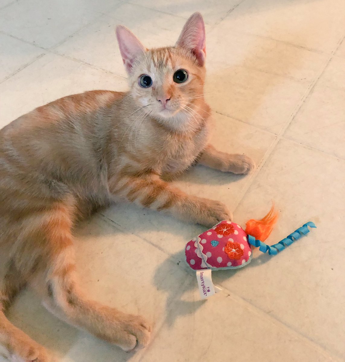 Ms. Zinnia wants you to go greek!! #vcufr18 🖤