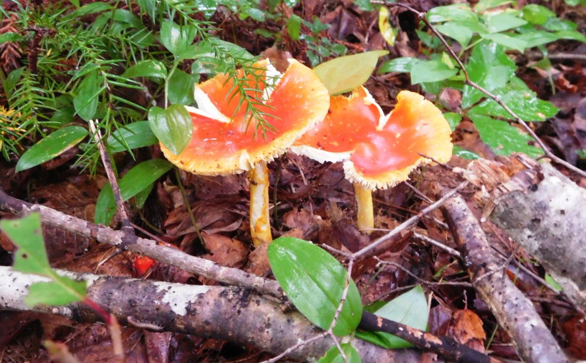 タマゴタケ ２０１８ 12ページ目 Togetter