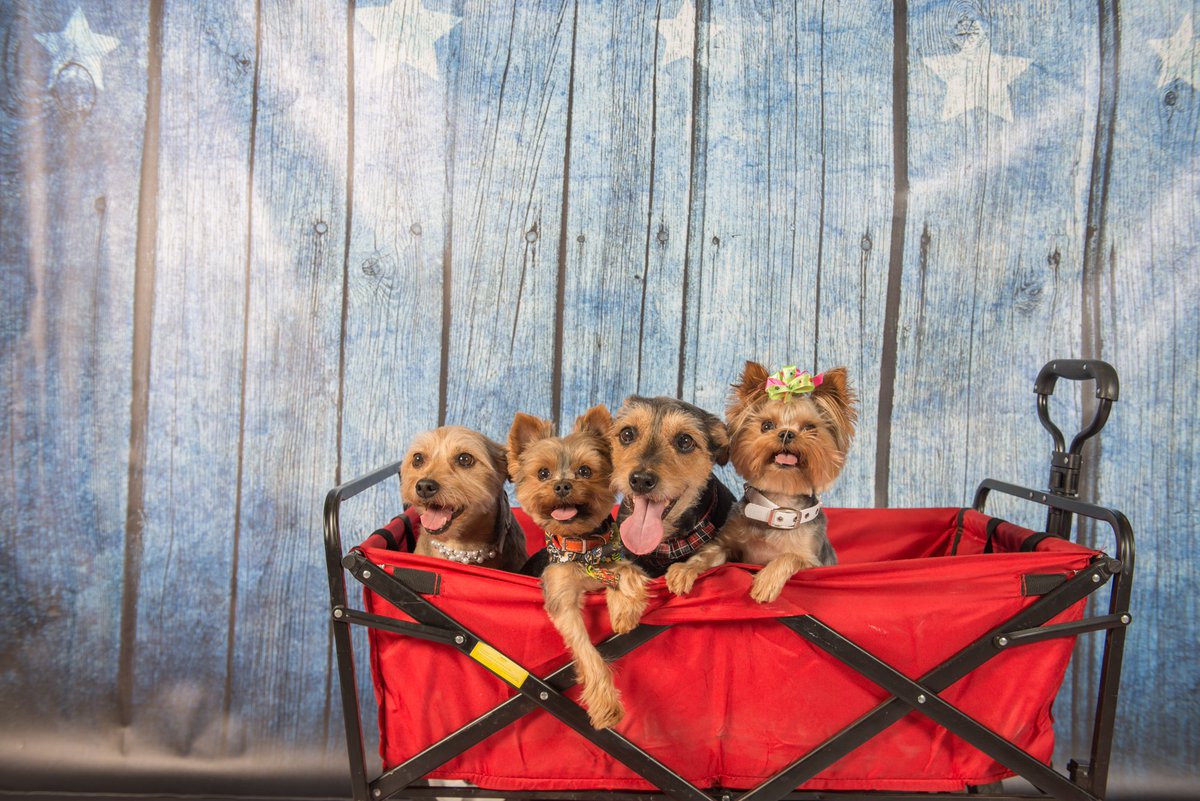 UnixGeekDave's tweet image. The Thompson Pack says Happy #NationalDogDay2018