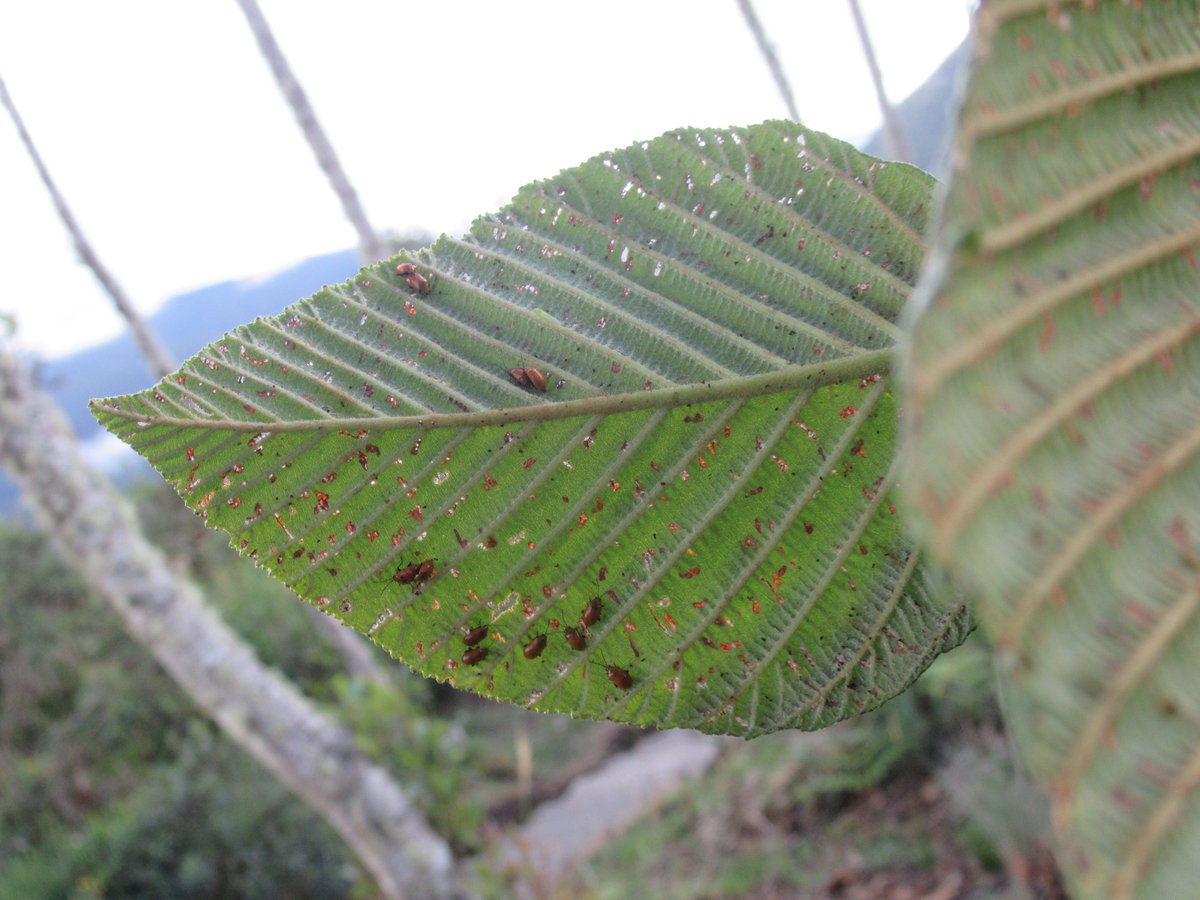 CarolineSChaboo's tweet photo. Andean cloud forests may be interrupted by monospecies patches of Alnus (#Betulaceae). Since 2007, this was my first observation of devastation by #leafbeetles at #Wayqecha Biological Station ,@ACA_DC, #Kosnipata Valley, #Peru, https://t.co/UTNBnv899C