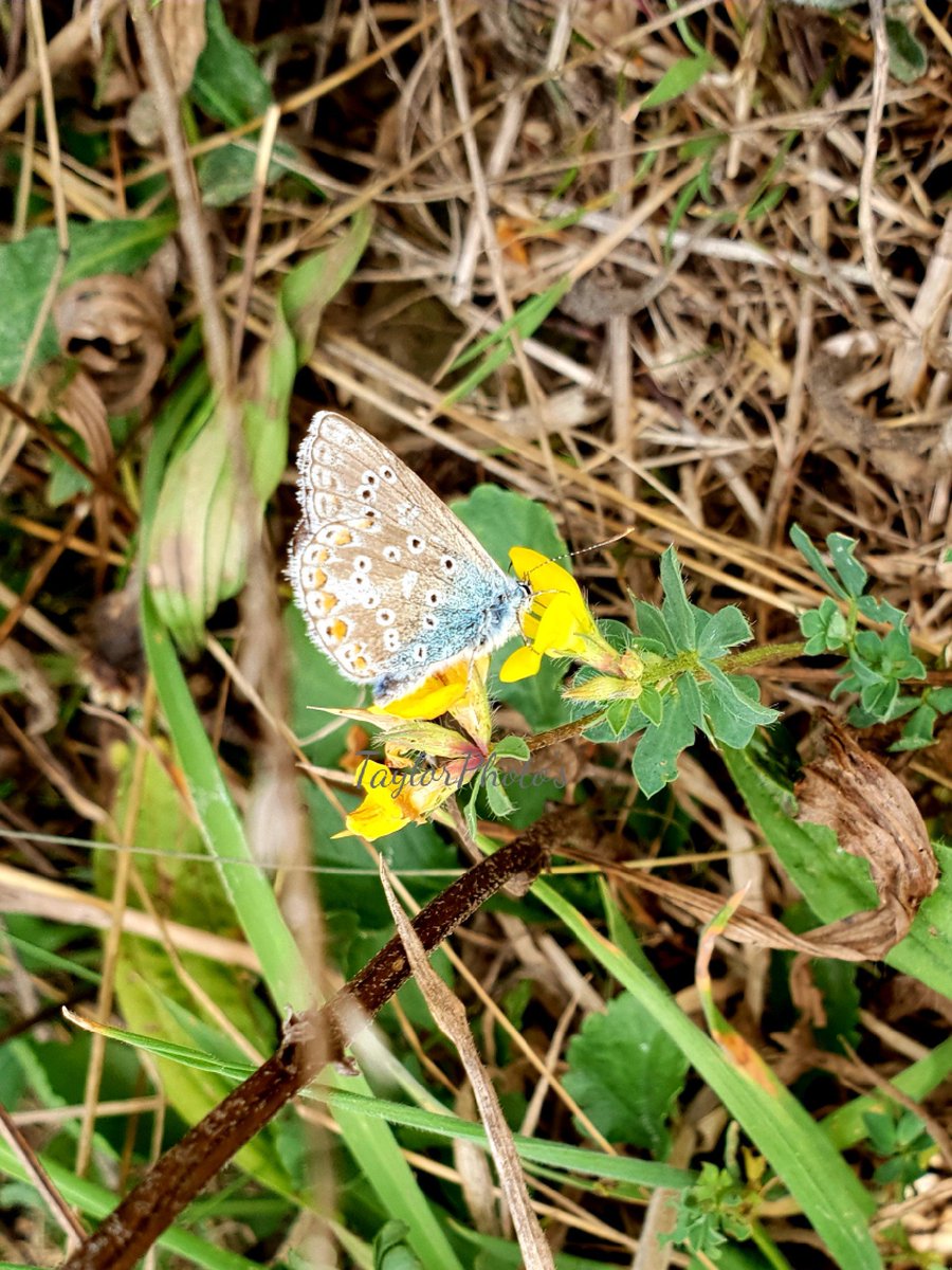 FOXY3282's tweet photo. Very beautiful common blue and a frog x @LMcGPhotography @AP3_2018 @Heathergarner78 @zSweeney90 @NixSmith73 @RamblingJax https://t.co/LKjRsCVal3