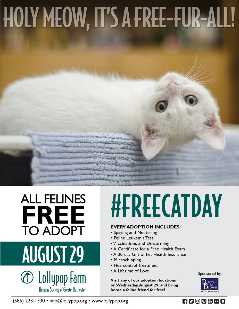 LollypopFarm's tweet photo. Holy meow, it's a free-fur-all! πΈ
Visit #LollypopFarm or any of our adoption locations on August 29 during #FreeCatDay and bring home a #cat or #kitten for FREE! It's the purrrrfect time to welcome a new feline family member. Meet cats and kittens: https://t.co/iHEKyczLxG. #ROC https://t.co/X4Ol6UmBk8