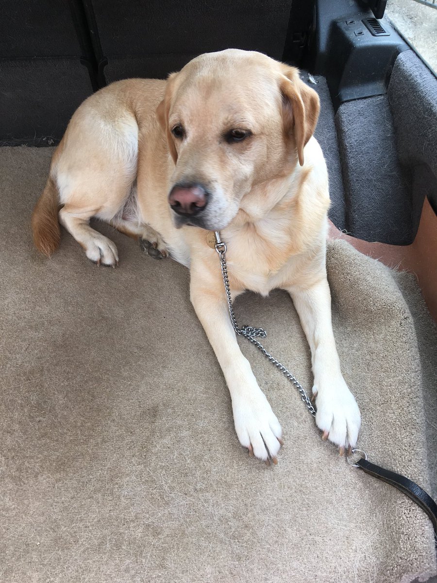 No1Angel73's tweet photo. Walkies https://t.co/cohniM0ixU