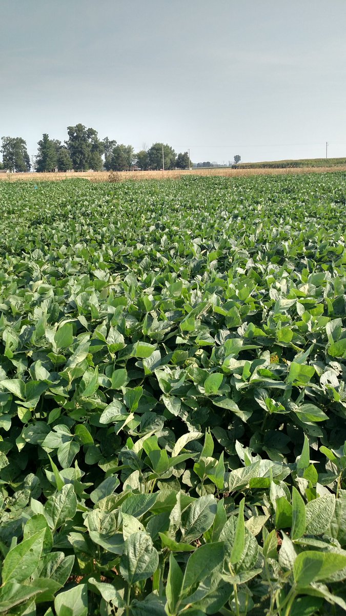 Double crop #soybeans after #MaltingBarley in Clark Co. just beginning R5 growth stage.