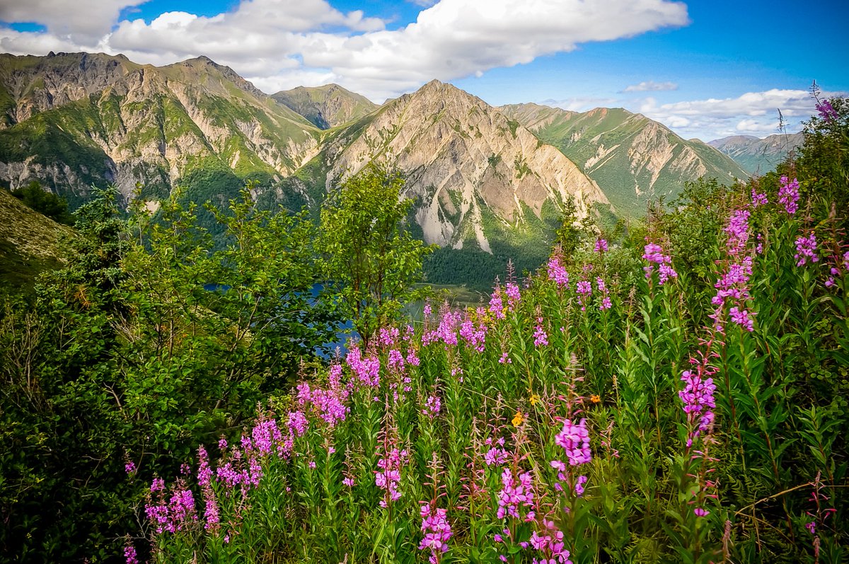 View from the Top of Kijik Mountain near #LakeClarkNationalPark #Alaska. Beautiful field of #fireweed. #outdoorlife thingstodoinalaska.us