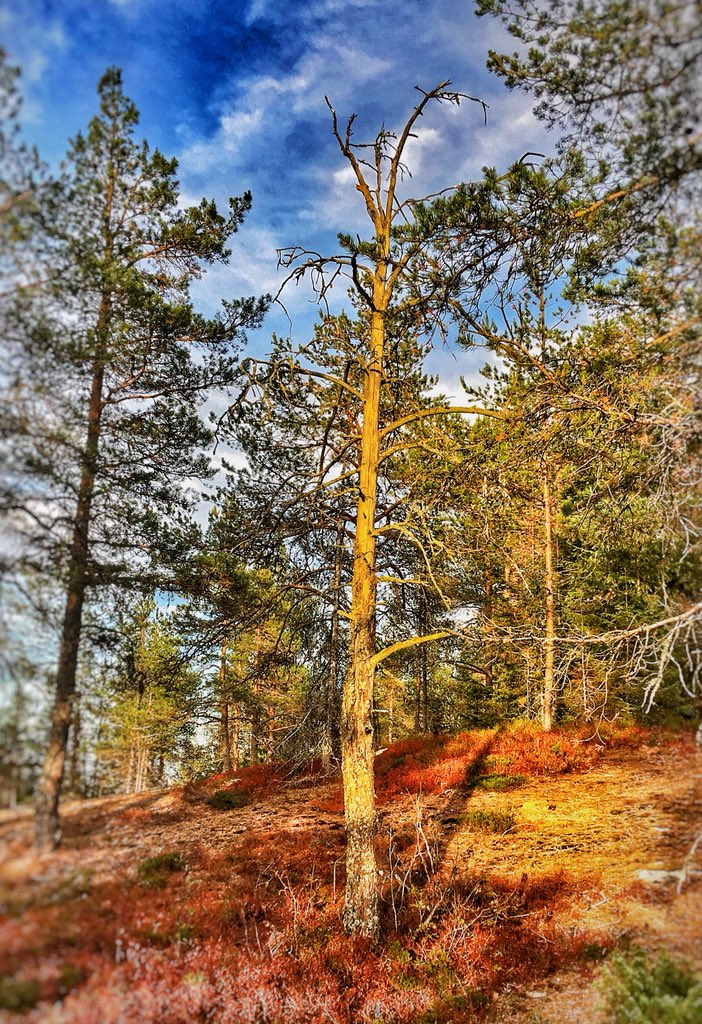 VeronicaJoPo's tweet photo. I played with a few photos from our trip to Sweden on the flight back to the UK 💚🌲💦 #Sweden #norrland #filters #planefun #sea #forest #nature #rocks #highcoast #högakusten https://t.co/wjOgBoNk2R