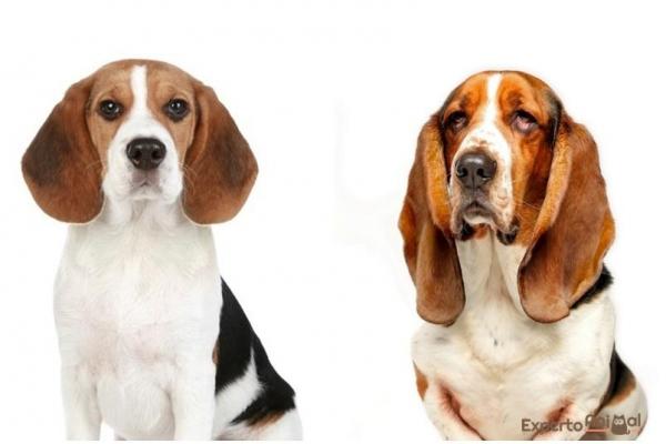 Differenze tra Beagle e Basset hound 