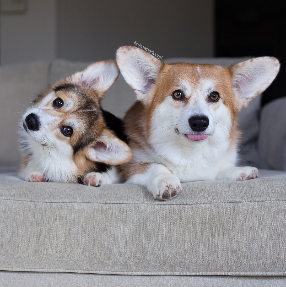 drewbertcorgi's tweet photo. Me: What has two butts and kills people?
(☞゚ヮ゚)☞ An assassin!
These two: Please stop.
#Drewbert #Stopbert #ItsMonaTime #ToJudge https://t.co/XUqFXfHtse
