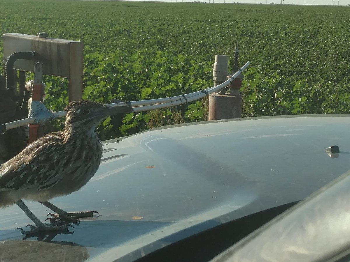 LDAMAX1's tweet photo. Pulled up to an Irrigation pump  this morning and had a very curious visitor. He wasn't afraid of getting up close and personal. He maybe evading Wile E. Coyote. https://t.co/CZg0f8Qr5v