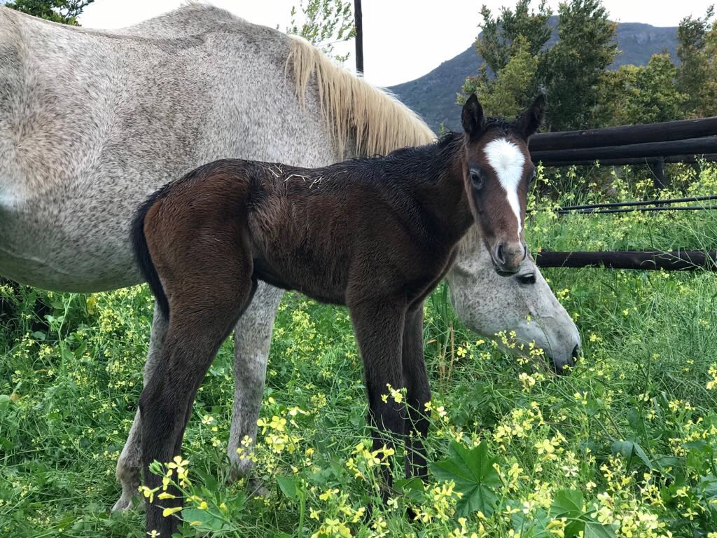 Moutonshoek1's tweet photo. Another The United States filly as Princess Lily provides us with this lovely girl! Dr Bennie vid Merwe could hardly contain his excitement at the quality The United States is giving his foals🐴💪🏻 https://t.co/xQwhjC1DVA