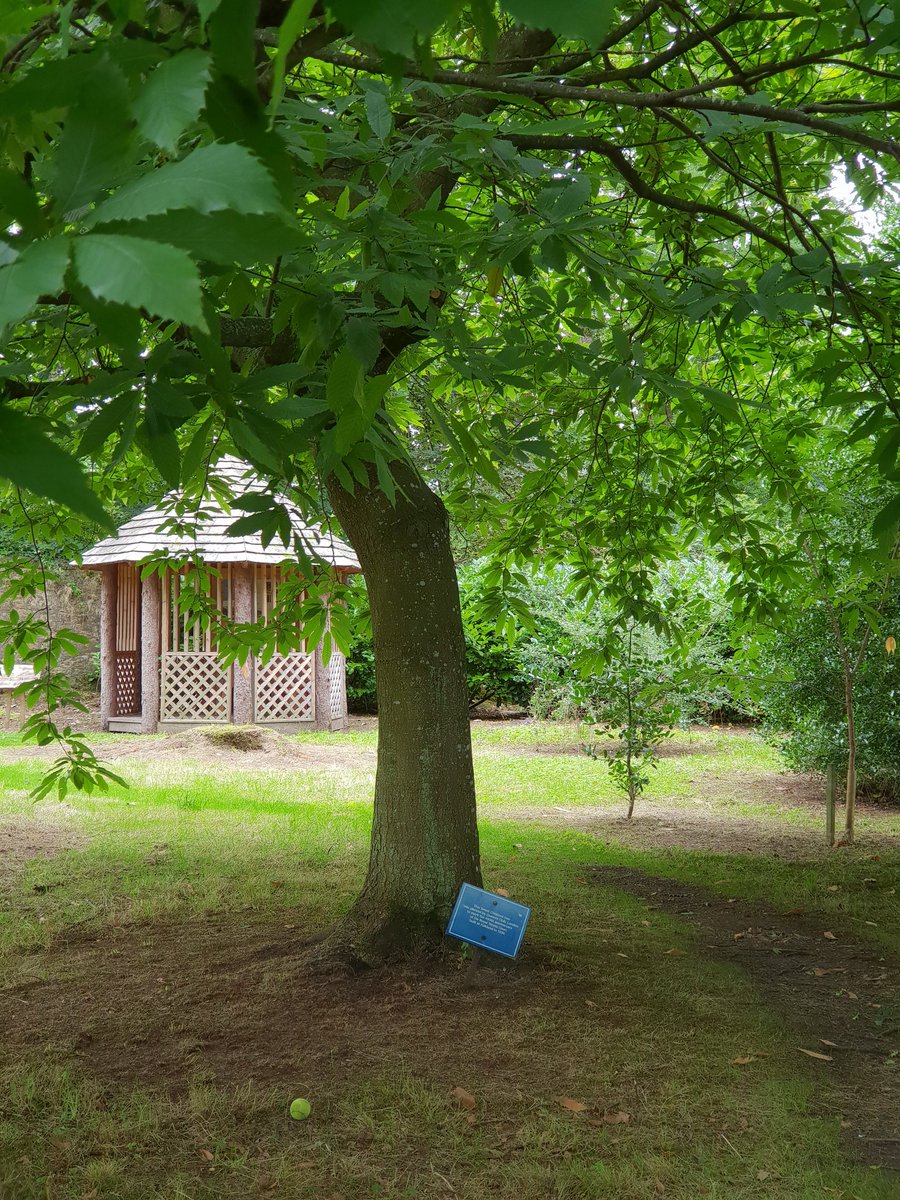 Ball hit out of court to the sweet chestnut tree 30 yards away. Tree planted in 1989 by the Queen's Club, London, to celebrate the 450th anniversary of the court.