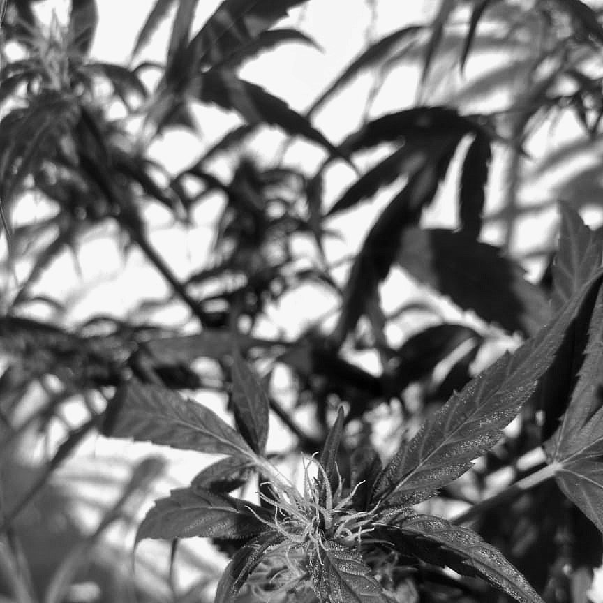 ganja_talks's tweet photo. Conheça o trabalho do Open Cannabis Project na luta pelo domínio público de genéticas de cannabis no blog: https://t.co/9QRtSpMZ0M.
#patentes #registro #dominiopublico #strains #geneticas #variedades #cannabis #ganja #ganjatalks #bloggt https://t.co/Omi33f55Xc
