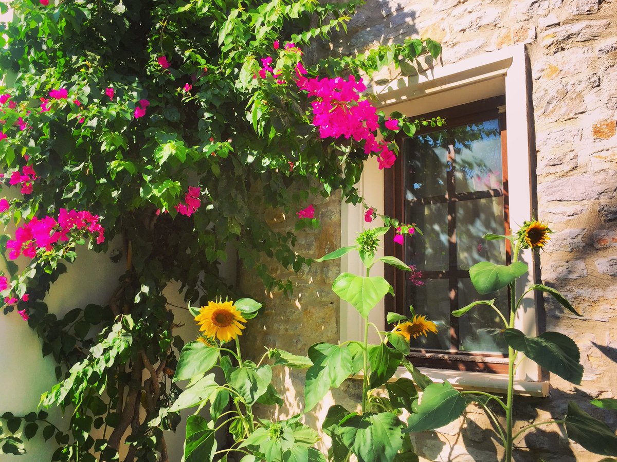orceyhoteldatca's tweet photo. Mutlu pencere 🌻🎈
#orceyhotel #orceyhoteldatca #datça #datcadayasam #datcalife #ege #akdeniz #tatil #tourism #tourismturkey #discoverdatca #discoverturkey #datcaotelleri #datçaotelleri #yaz #summer #günebakan #sunflower #holiday #orceybahçe august #ağustos #bahçe #garden https://t.co/c2T49Kf4Xy