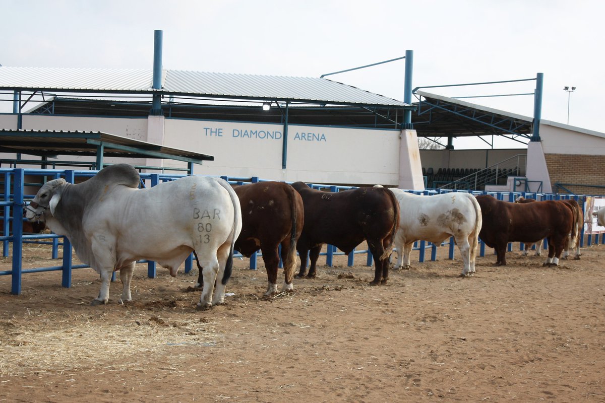 SimbraZA's tweet image. We're happy to have been part of the Gaborone Show in Botswana this past weekend. It's always a great pleasure to meet &amp;amp; talk to aspiring and established breeders. The enthusiasm &amp;amp; the passion for agriculture is contagious. We're excited to see you again in 2019! #Simbra