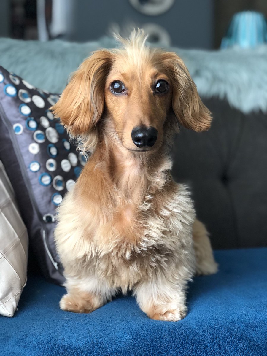 dog_rates's tweet photo. This is Devlin, the winner of our #TPDogDay texture challenge with @Cottonelle. He looks really fun to hug and frankly I’d do anything to touch his mohawk. 13/10 congratulations lil fella #ad https://t.co/f6mKoRJNvJ