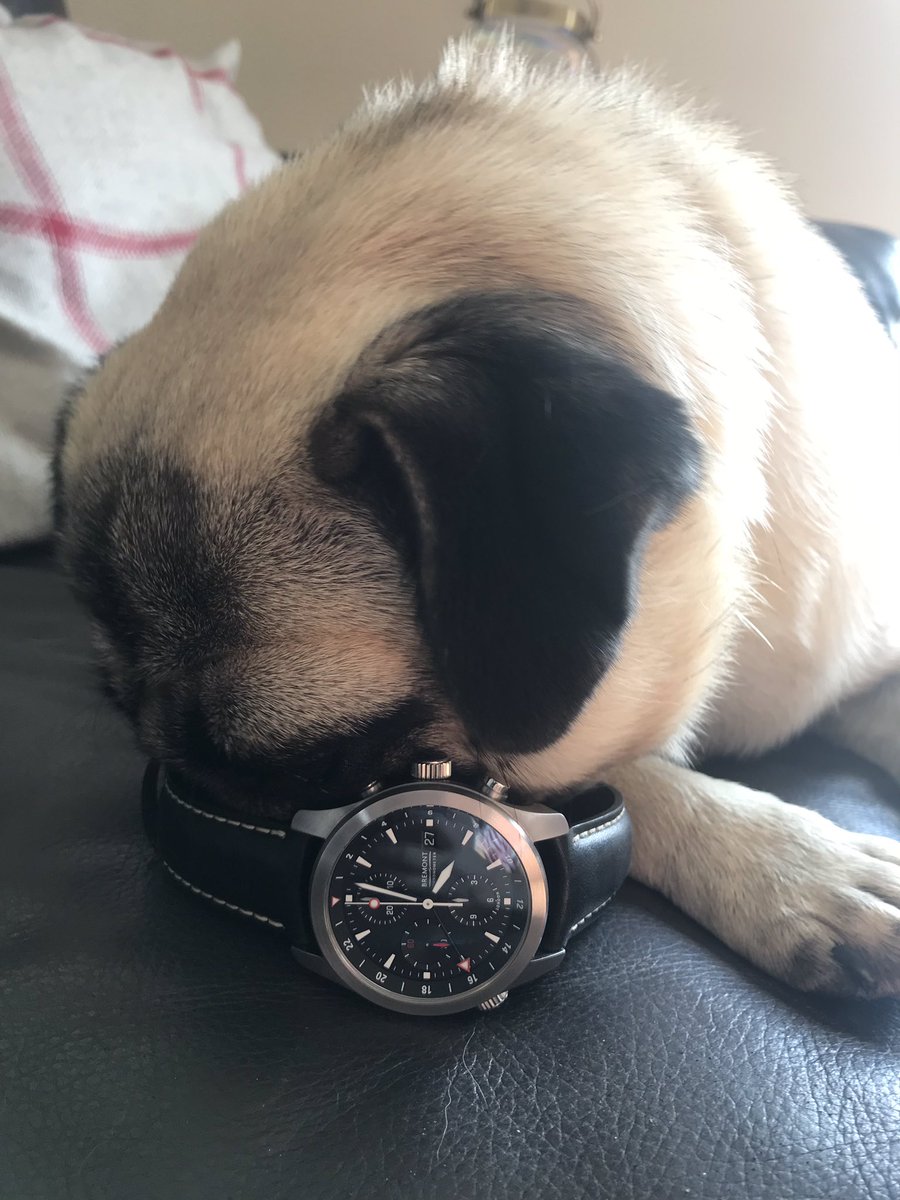 #MyBremont @bremont alt1-zt not only perfect for time keeping but a comfy place to rest a weary #pug head