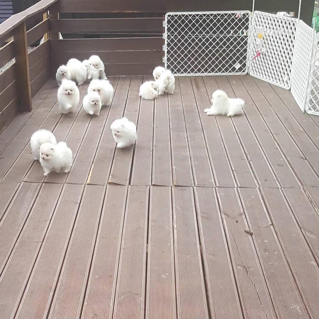 こんなんニヤけるわｗｗｗｗ可愛いすぎる「綿あめ牧場」ｗｗｗｗ