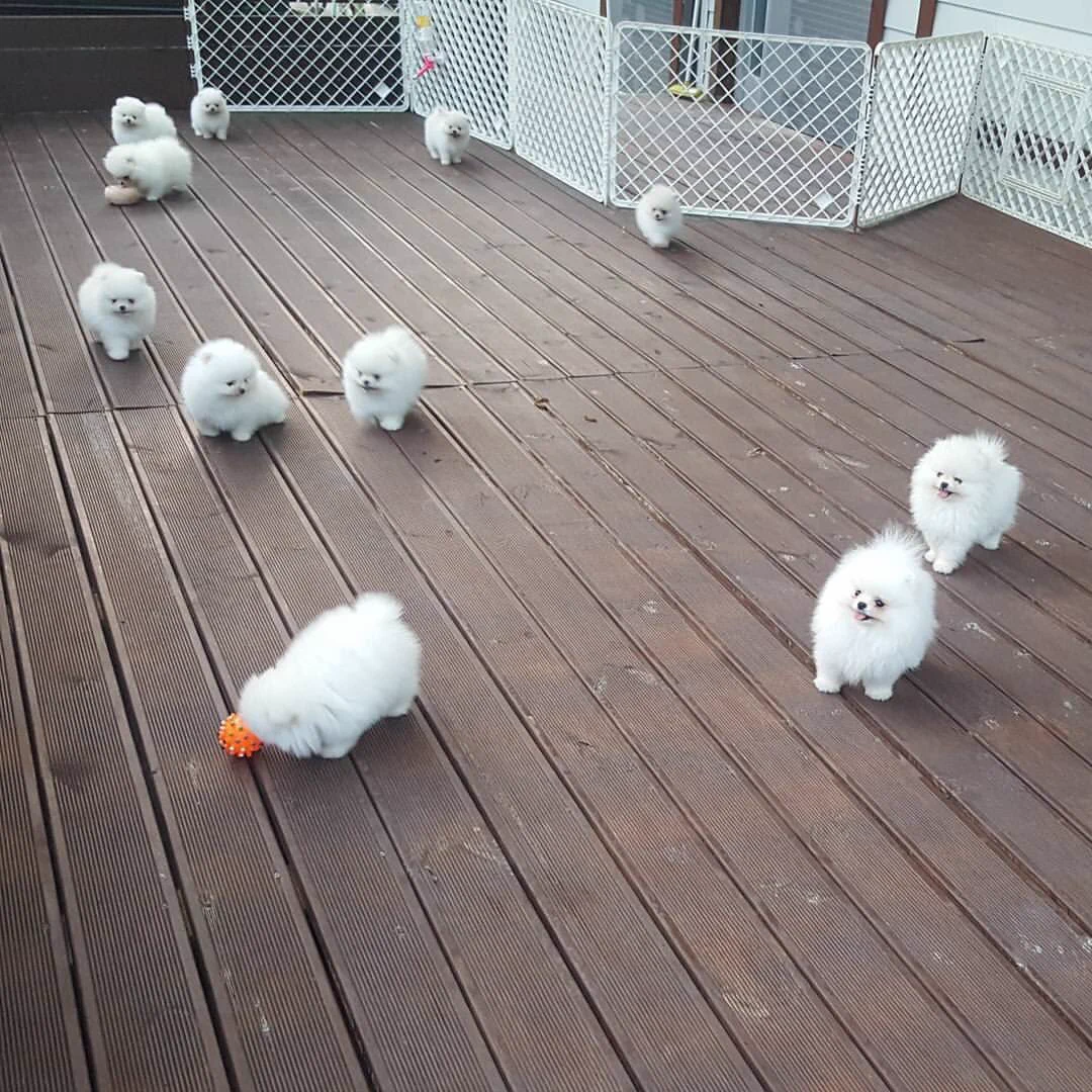 こんなんニヤけるわｗｗｗｗ可愛いすぎる「綿あめ牧場」ｗｗｗｗ