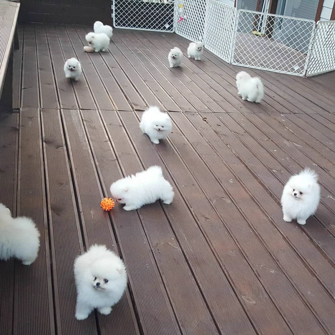 こんなんニヤけるわｗｗｗｗ可愛いすぎる「綿あめ牧場」ｗｗｗｗ
