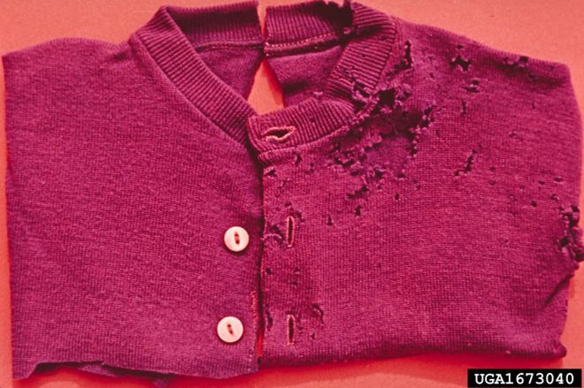 Are cloth moths a problem in cedar city? We had  a huge problem with them in price ut. we used "moth balls" that made our apartment smell really musty.

 How to Get Rid of Clothes Moths buff.ly/2o6hzB0