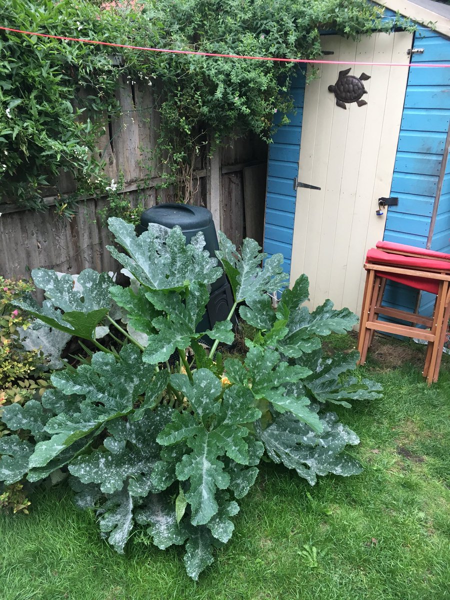 galtonboard_mgs's tweet photo. The triffid upped its output to a brace of courgettes each day. #glut #courgettini #stuffedcourgettes #courgettesandwiches https://t.co/pZCI7oiObz